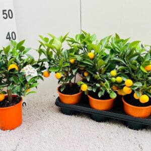 Citrofortunella x microcar Citrus Calamondin medium-stem (s2)
(6 Plants/Order)(14cmP 37cmH)