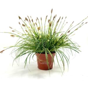 Carex conica Snowline Carex Snowline p10,5
(12 Plants/Order)(10.5cmP 20cmH)