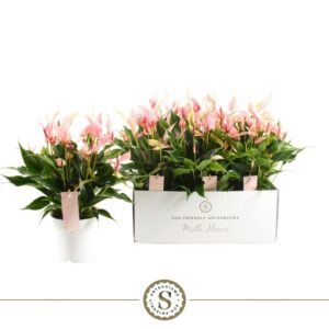 Anthurium Lilli Mille Fleurs Lilli 14cm
(6 Plants/Order)(14cmP 40cmH)