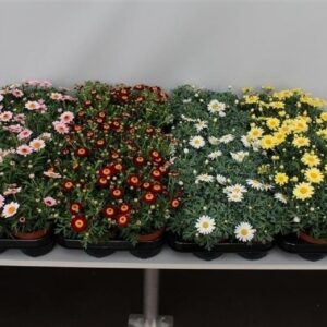 Argyranthemum Margriet Frutescens mix Trolley
(12 Plants/Order)(10.5cmP 20cmH)