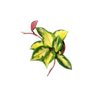 Hoya Tricolor Hoya Carnosa Tricolor
(5 Plants/Order)(6cmP 10cmH)