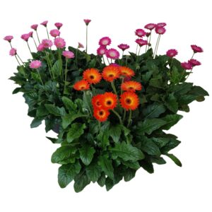 Gerbera Garvinea Gerbera Garvinea 32cm 7bl
(1 Plants/Order)(32cmP 45cmH)