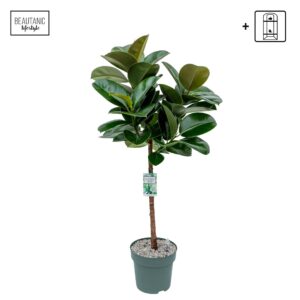 Ficus Elastica Robusta Ficus Makana
(1 Plants/Order)(27cmP 110cmH)