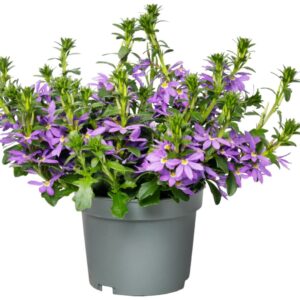 Scaevola Fanfana other Scaevola FanFana® blue
(6 Plants/Order)(12cmP 20cmH)