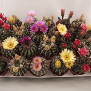 Cactus 108 Groot bloemig 8,5 cm
(14 Plants/Order)(8.5cmP 12cmH)