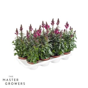 Antirrhinum majus other Antirrhinum majus red
(8 Plants/Order)(12cmP 35cmH)