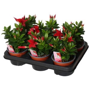 Mandevilla Rio Deep Red Mandevilla Rio, red 3 stek per Pot
(6 Plants/Order)(12cmP 20cmH)