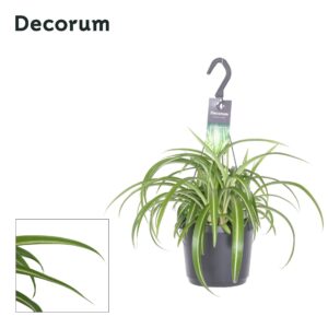 Chlorophytum Bonnie Chlorophytum Comosum Bonnie
(6 Plants/Order)(17cmP 35cmH)
