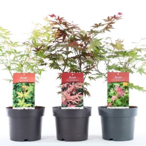 Acer palmatum Acer palm. mix P19/C3
(1 Plants/Order)(19cmP 55cmH)