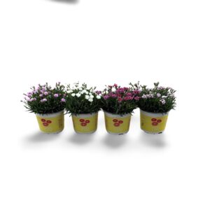 Carnation (Allwoodii Grp) Lucky Lips Carnation Lucky Lips 17 CM © Exclusief
(6 Plants/Order)(17cmP 45cmH)