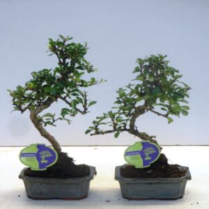 Bonsai Carmona macrophylla, 15cm., shape, without drip tray
(10 Plants/Order)(15cmP 30cmH)