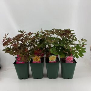 Paeonia Paeonia 26CM 7L Itoh mix
(1 Plants/Order)(26cmP 55cmH)