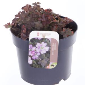 Geranium Geranium Dusky Crug
(6 Plants/Order)(17cmP 20cmH)