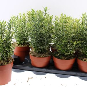 Euonymus japonicus Microphyllus Au Euonymus Japonicus Micro Aureovariagatus Gold
(8 Plants/Order)(13cmP 30cmH)