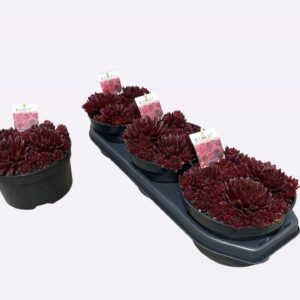 Sempervivum arachnoideum Colorockz Coral Red
(3 Plants/Order)(19cmP 15cmH)