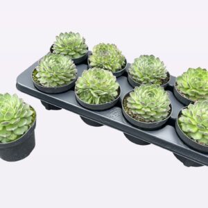 Sempervivum Chick Charms mixed Chick Charms "Sugar Shimmer"
(8 Plants/Order)(12cmP 14cmH)