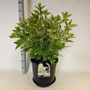 Hydrangea paniculata Hydrangea paniculata Phantom
(1 Plants/Order)(38cmP 85cmH)
