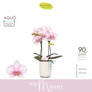 Phalaenopsis other pink (enkele ta MyMonro Make-up 2 spike in Molise White Aquo
(6 Plants/Order)(7cmP 25cmH)
