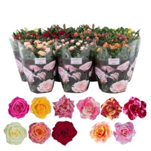 Rosa Patio-Hit mix Nolina Roses Ø 23 cm mix
(2 Plants/Order)(23cmP 37cmH)