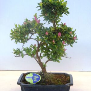 Rhododendron rhododendron indicum, 29 cm shape, without drip tray
(1 Plants/Order)(29cmP 45cmH)