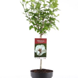 Hibiscus syriacus Speciosus Hibiscus syr. 'Speciosus' stam 30
(1 Plants/Order)(19cmP 95cmH)
