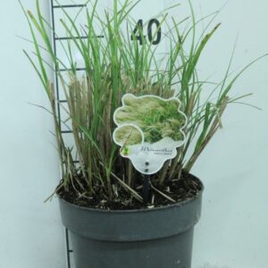 Miscanthus Adagio Miscanthus sinensis 'Adagio' P23
(1 Plants/Order)(23cmP 45cmH)