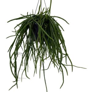 Rhipsalis Selenicereus wercklei
(7 Plants/Order)(15cmP 50cmH)