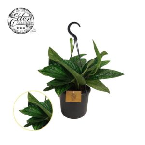 Epipremnum pinnatum Marble Planet Epipremnum Marble Planet 15cm HP
(5 Plants/Order)(15cmP 10cmH)
