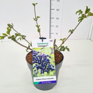 Sambucus nigra Sambucus nigra 'Haidegg' 30-40C5
(1 Plants/Order)(23cmP 50cmH)