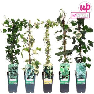 Hedera Hedera mix tray P15
(10 Plants/Order)(15cmP 65cmH)