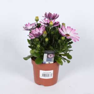 Osteospermum Dalina Felicia Osteospermum Roze-Wit
(15 Plants/Order)(10.5cmP 22cmH)