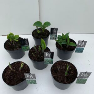 Hosta other Hosta mix
(1 Plants/Order)(19cmP 30cmH)
