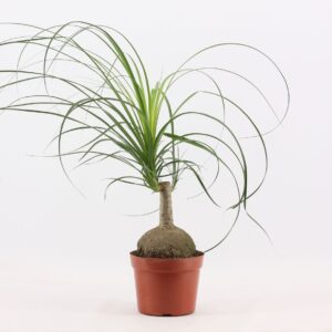 Nolina recurvata Beaucarnea ball 17 cm (1 kop)
(4 Plants/Order)(17cmP 50cmH)
