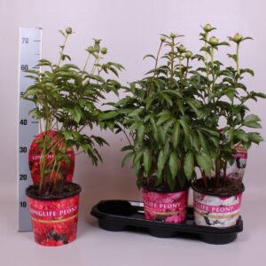Paeonia Paeonia 19CM mix Longlife
(1 Plants/Order)(19cmP 55cmH)