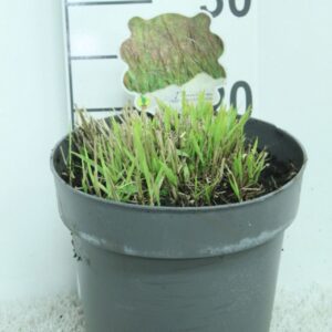 Panicum virgatum Panicum virgatum 'Bloodbrothers' P23
(1 Plants/Order)(23cmP 20cmH)