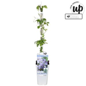 Clematis jackmanii Prince Charles Clematis Strong and Easy Light Blue - Prince Charles P15
(10 Plants/Order)(15cmP 65cmH)