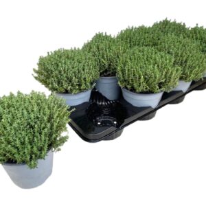 Thymus vulgaris Thymus Vulgaris Faustini
(8 Plants/Order)(14cmP 25cmH)