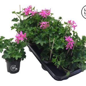 Pelargonium Balkon lilac LongLife Peltatum Balkon lilac
(8 Plants/Order)(10.5cmP 25cmH)