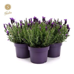 Lavandula Anouk Lavandula st. 'Anouk'® Collection P19
(3 Plants/Order)(19cmP 44cmH)