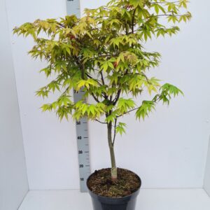Acer palmatum Osakazuki Acer palmatum 'Osakazuki'
(1 Plants/Order)(31cmP 120cmH)