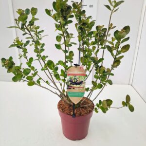 Aronia melanocarpa Aronia mel. 'Rubina' 50-60C6
(1 Plants/Order)(24cmP 70cmH)