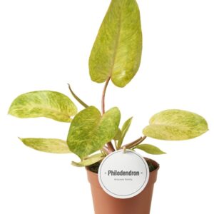 Philodendron Philodendron Painted Lady
(8 Plants/Order)(12cmP 30cmH)