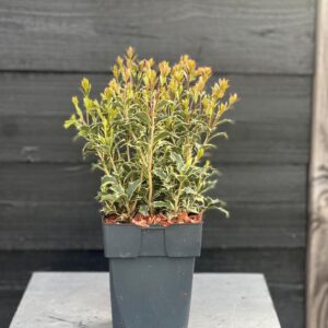 Osmanthus heterophyllus Variegatus Osmanthus heterophyllus 'Variegatus' P17
(6 Plants/Order)(17cmP 50cmH)