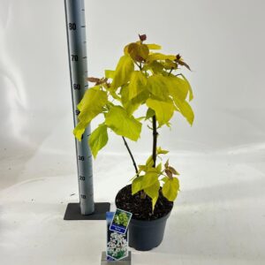 Catalpa Aurea Catalpa bignon. 'Aurea'
(1 Plants/Order)(23cmP 75cmH)
