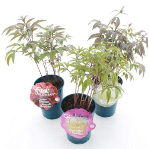 Paeonia Paeonia lactiflora Fabulous Flowers® mix C7 (21cm.)
(18 Plants/Order)(21cmP 30cmH)