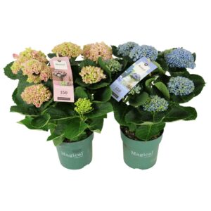 Hydrangea Magical Revolution Hydrangea Magical Revolution ® mix 5/6 flowers
(6 Plants/Order)(14cmP 35cmH)