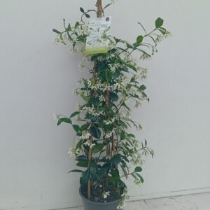 Trachelospermum jasminoides
(1 Plants/Order)(19cmP 90cmH)
