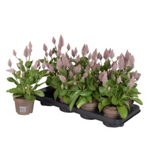 Ptilotus Joey Ptilotus Joey
(8 Plants/Order)(12cmP 30cmH)