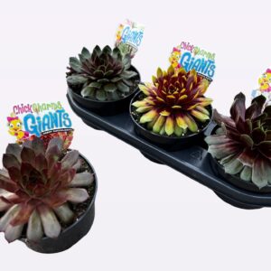 Sempervivum Chick Charms mixed Chick Charms Giants mix
(3 Plants/Order)(18cmP 16cmH)