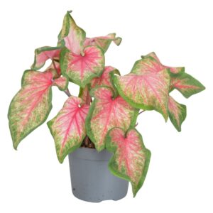 Caladium Sweetheart Caladium Sweetheart Decorum
(6 Plants/Order)(13cmP 25cmH)